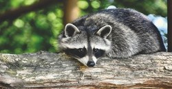 Attention si vous croisez un raton laveur !